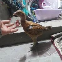 جوجه لاری دونگ بالا|حیوانات مزرعه|قوچان, |دیوار