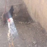 تعداد۱۰عددخروس گلین اصیل