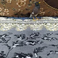 مینا افغانی اصل|پرنده|بندر ماهشهر, |دیوار