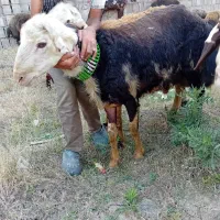 2قوچ پلنگی اصل بروجرد