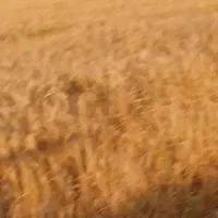 زمین جفت بزگیرها ۳۰هزار متر عالی برای تفکیک