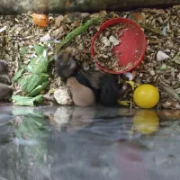 همستر|موش و خرگوش|یزد, |دیوار