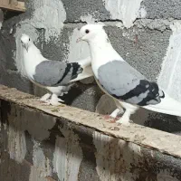 کبوتر بوشهری دوکت