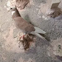 ماده اصلی پرشی دم سفید کرواتی کشکله هفرنگ
