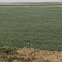 اجاره مزرعه آبی کشاورزی زمین کشاورزی موتور آب|اجارهٔ دفتر صنعتی، کشاورزی، تجاری|شراء, |دیوار