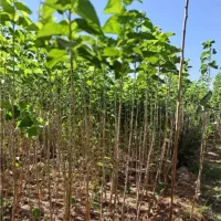 خزانه انواع نهال