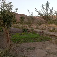 باغ در روستای باز حوض علیا