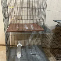 قفس  سره.  قناری. قفس جفت کنی