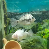 ماهی پرت پلار مولد و ماهی سیچلاید گورخری مولد