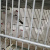 فنچ نرگسی سالم و سرحال|پرنده|چهارباغ, |دیوار