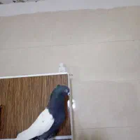 نر سرته سیاه سیاه