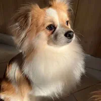 پانسیون خانگی نگهداری حیوانات پت سگ گربه