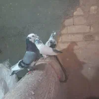 کبوتر پرشی|پرنده|قیدار, |دیوار