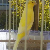 ۲ عدد نرقناری کاکلی و۳ قناری ازنظر جنسیت نامعلوم