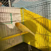 قناری|پرنده|رشت, سعدی (تختی)|دیوار