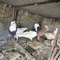 کفتر کبوتر مفلق ماده طوقی|پرنده|اصفهان, سرچشمه|دیوار
