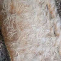 نمد داشبورد پژو پارس پرشیا
