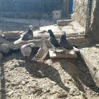 کبوتر تهرانی|پرنده|مشگین شهر, |دیوار