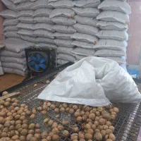 نیازمند کارگر آقا در فراوری گردو