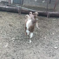 بز خارجی کهره دار و بز آبستن سرگلون|حیوانات مزرعه|شیراز, فرودگاه شهید دستغیب شیراز|دیوار