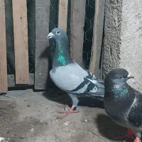 کبوتر المانی