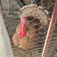 بوقلمون بوربون|حیوانات مزرعه|مبارکه, |دیوار