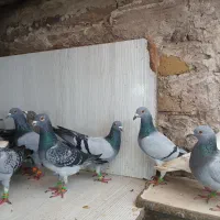 کفتر بوم وحشی