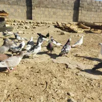 تعدادی کبوتر..|پرنده|گراش, |دیوار