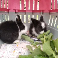 خرگوش های توپول کوچک فعلا دوتا سیاه سفید