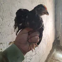 نیمچه گلین|حیوانات مزرعه|قزوین, |دیوار