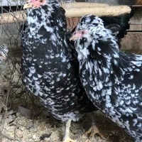 تخم و جوجه مرغ و خروس گلین چهل تاج|حیوانات مزرعه|ساری, |دیوار