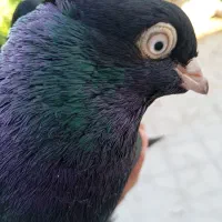 ذاغ آبادانی