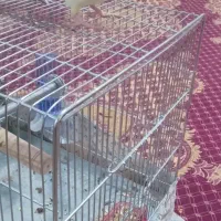 عروس هلندی ماده ۱۱ ماهه