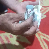 کبوتر نر شهری