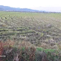 شالیزار مناسب کاشت کیوی|فروش زمین و ملک کلنگی|لوندویل, |دیوار