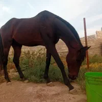 اسب نریان ۵به ۶ قهرمان کورس