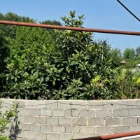 گیلان سنگر450 متر مسکونی 2000متر زمین باغ فنس شد