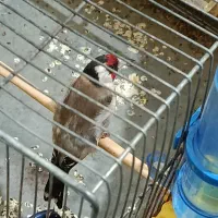 سهره نر عالی