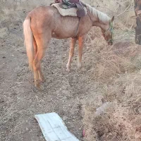 اسب مادیون چهار سال