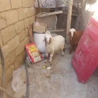اسفند یا بره نر و ماده برای فروش