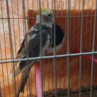 جفت عروس هلندی|پرنده|تربت جام, معدآباد|دیوار