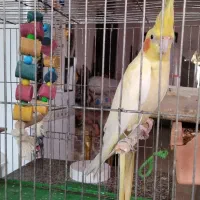 طوطی عروس|پرنده|رشت, هلال احمر|دیوار