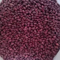 لوبیا قرمز