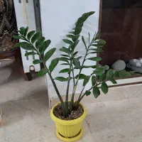 گل آپارتمانی|گل و گیاه طبیعی|یزد, |دیوار