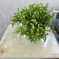 گل های طبیعی|گل و گیاه طبیعی|ابهر, |دیوار