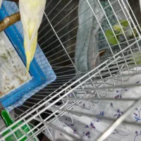 عروس هلندی ماده زعفرانی