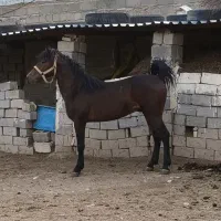 اسب اصیل کـورد