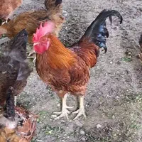 خروس محلی اصیل|حیوانات مزرعه|نوبران, |دیوار