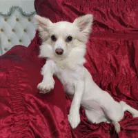 سگ سفید نژاد دار پاکوتاه