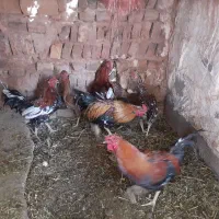 مرغ و خروس گلین بمی اصل|حیوانات مزرعه|ماهان, |دیوار